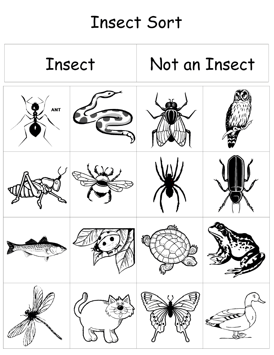 Insect Sort pdf Google Drive Insects Preschool 