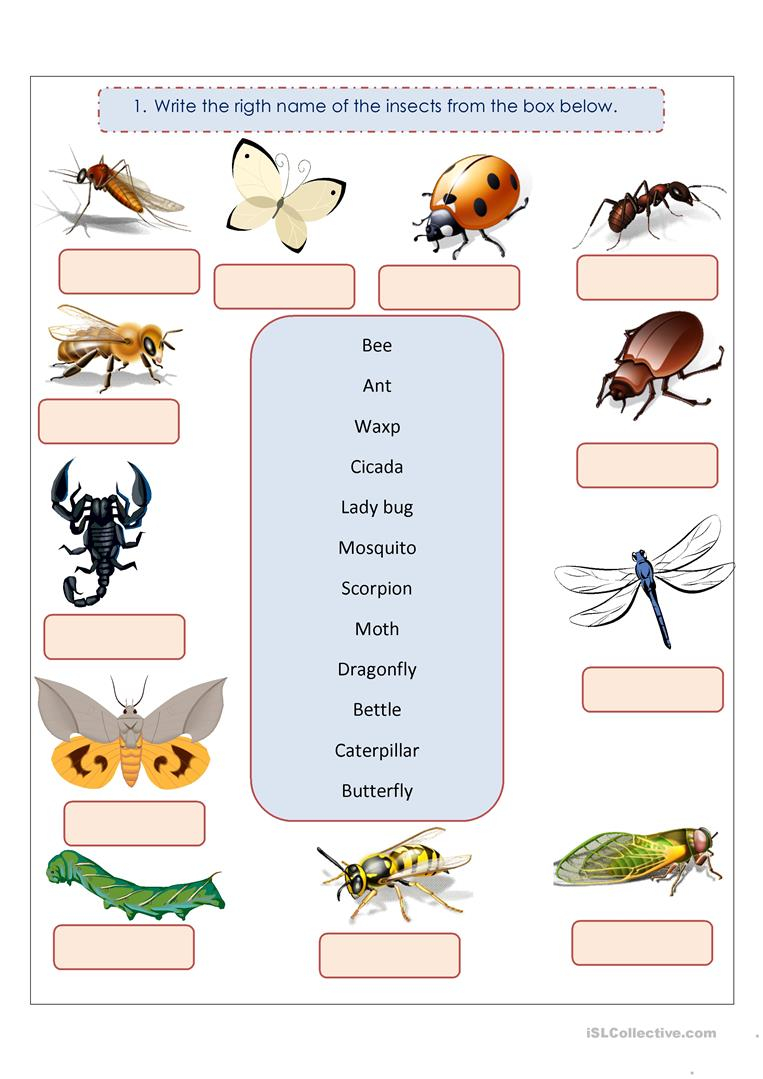 INSECTS Worksheet Free ESL Printable Worksheets Made By 