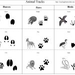 Leading Them To The Rock Animal Study Animal Tracks