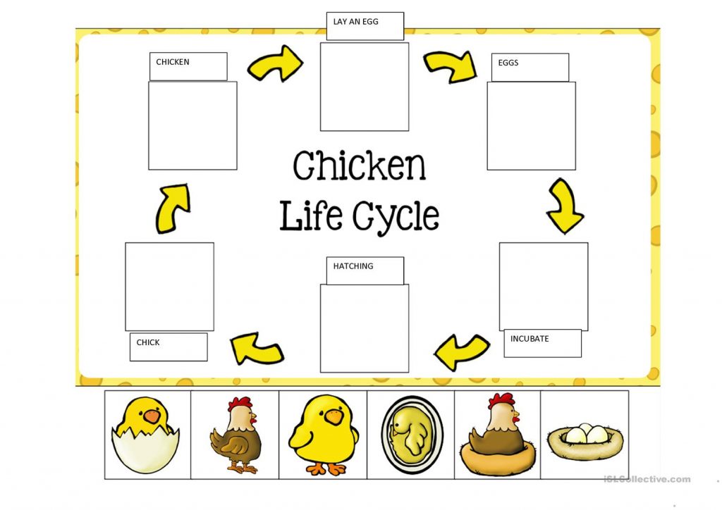 LIFE CYCLE OF A CHICKEN English ESL Worksheets For