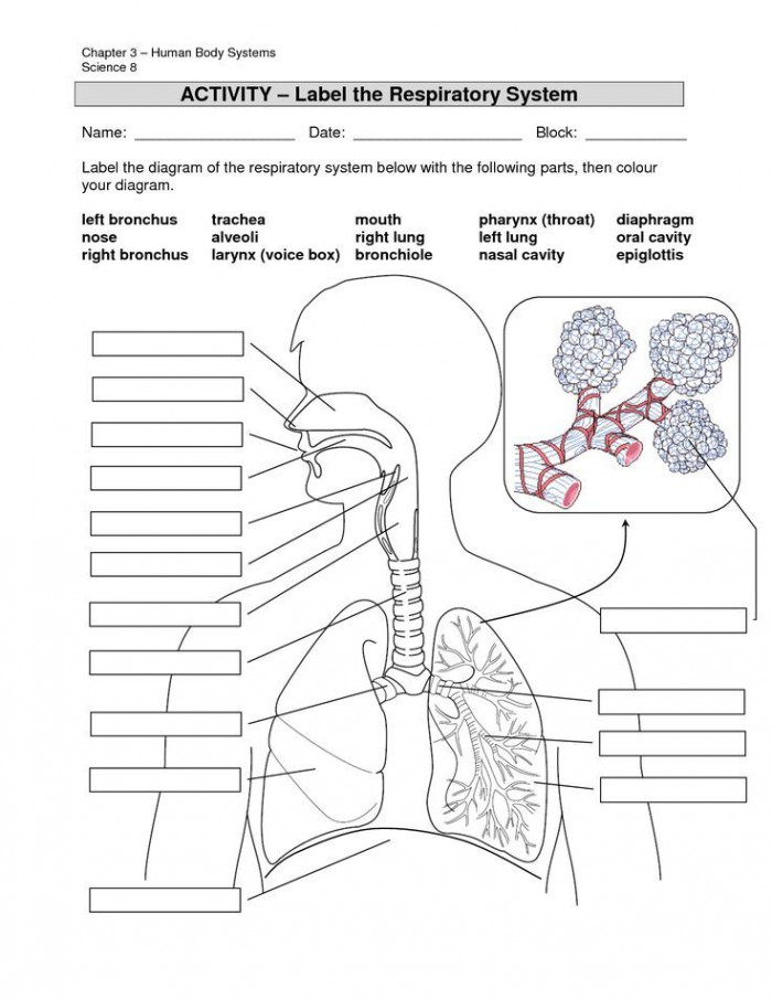 Lungs Anatomy Worksheets 99Worksheets