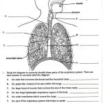 Lungs Anatomy Worksheets 99Worksheets