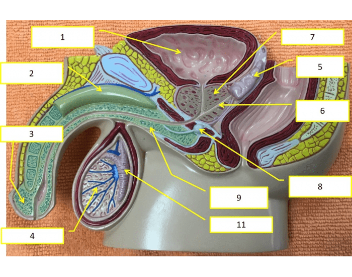 Male Reproductive System 3 Printable