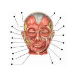 Muscles Of Facial Expression Quiz
