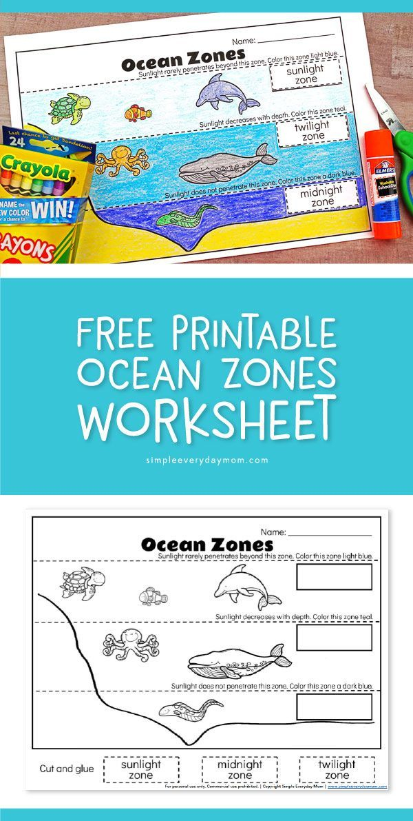 Ocean Zones For Kids Learning About The Amazing Ocean 