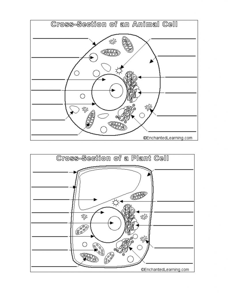 Perfect Animal And Plant Cells Worksheet 61 For Animal