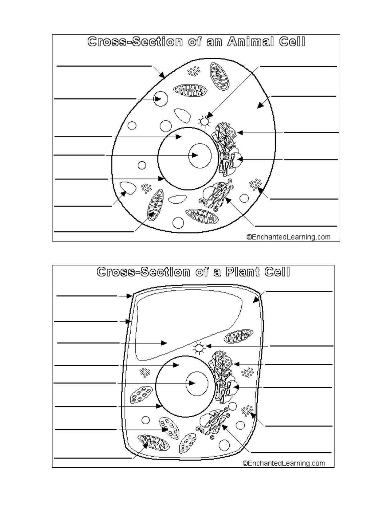 Perfect Animal And Plant Cells Worksheet 61 For Animal 