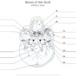 Printable Anatomy Labeling Worksheets Skull Bones Coloring