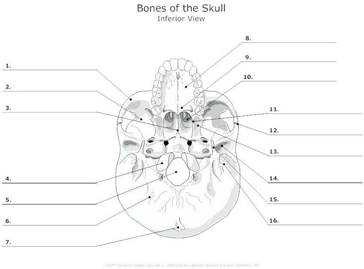 Printable Anatomy Labeling Worksheets Skull Bones Coloring 