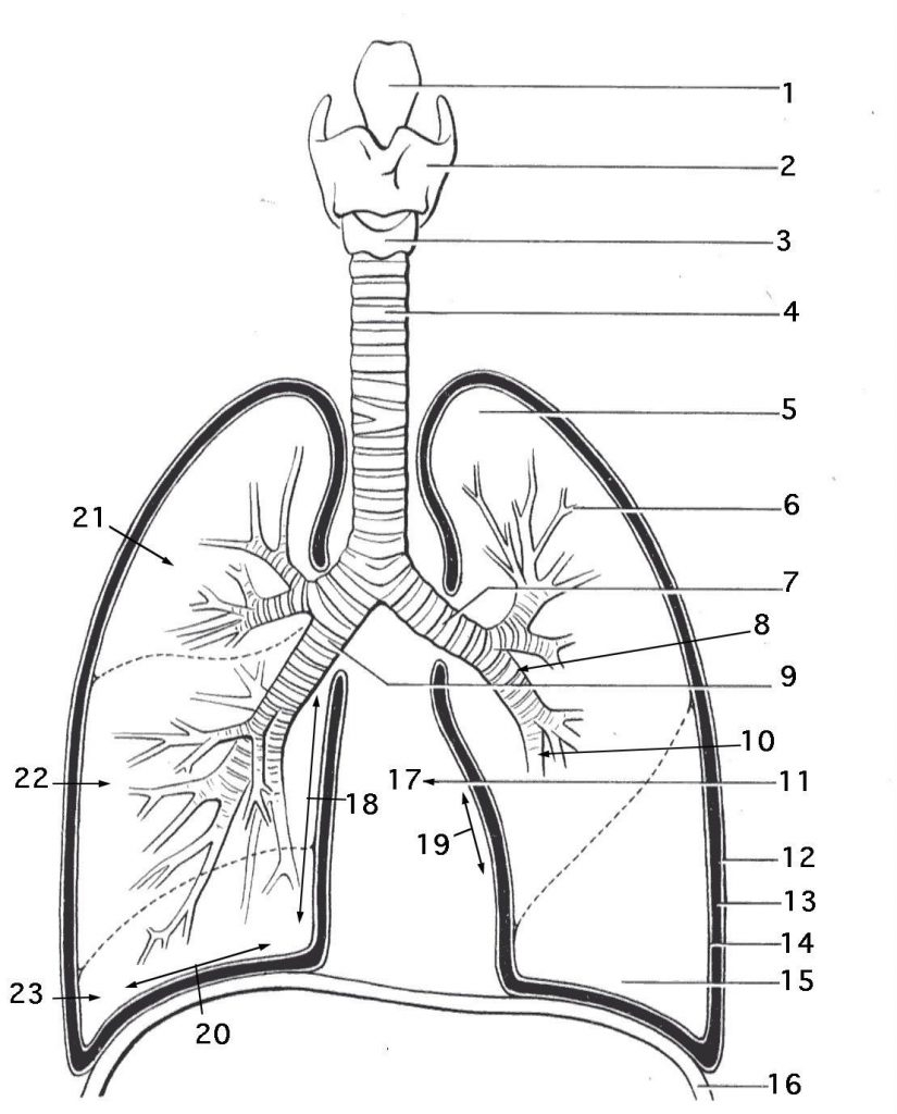 Respiratory System Coloring Page Coloring Home 