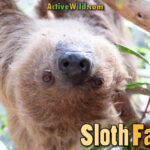 Sloth Facts For Kids Adults Pictures Information