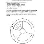 The Cell Cycle Coloring Worksheet Page 2 Of 2 In Pdf