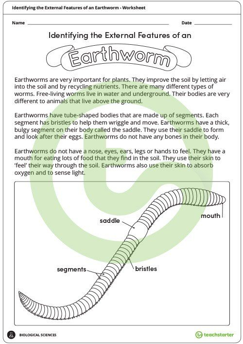 The Earthworm Worksheet Thekidsworksheet
