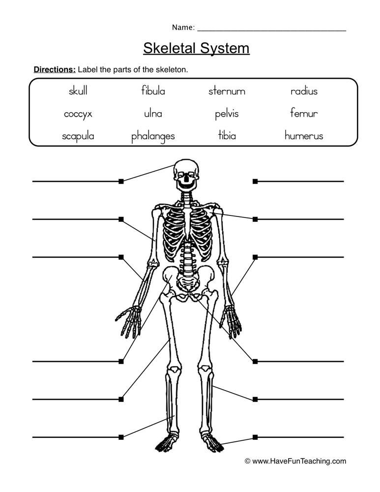 Skeletal System Worksheet 2 Skeletal System Worksheet 