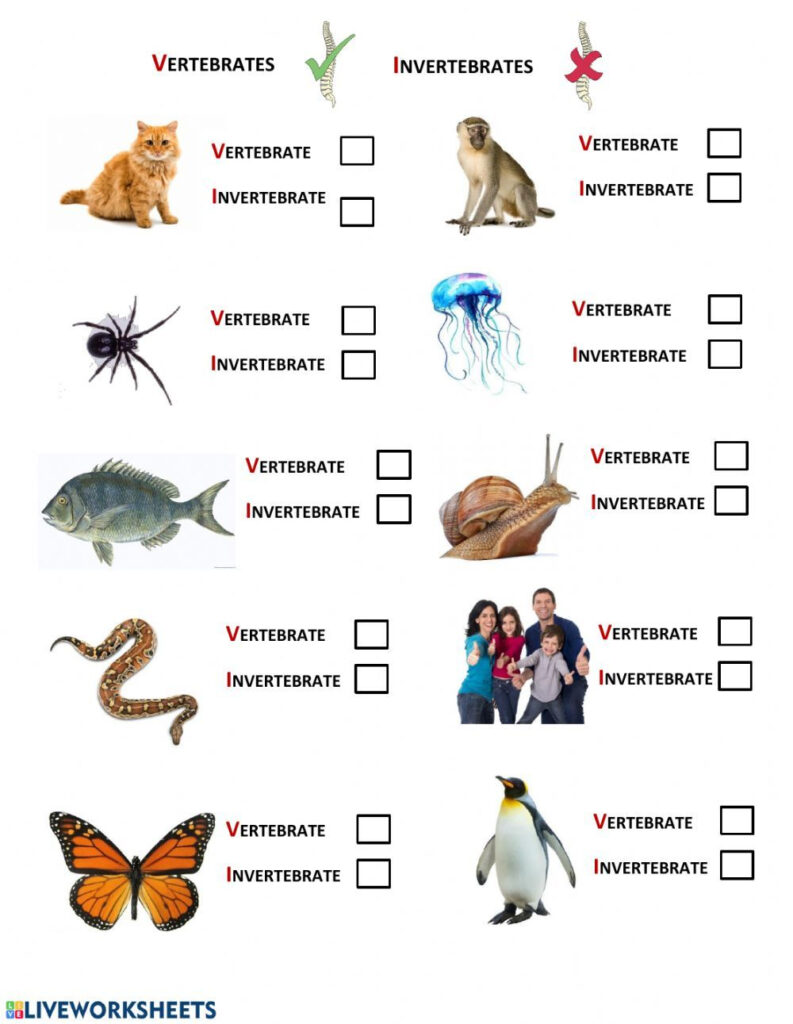 13 Vertebrates And Invertebrates Ideas Vertebrates And Invertebrates Vertebrates Invertebrates 13 Vertebrates And Invertebrates Ideas Vertebrates And Invertebrates Vertebrates Invertebrates