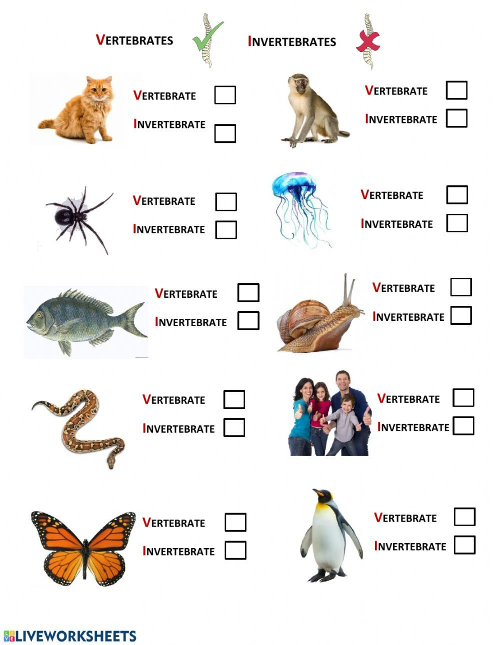 13 Vertebrates And Invertebrates Ideas Vertebrates And Invertebrates Vertebrates Invertebrates