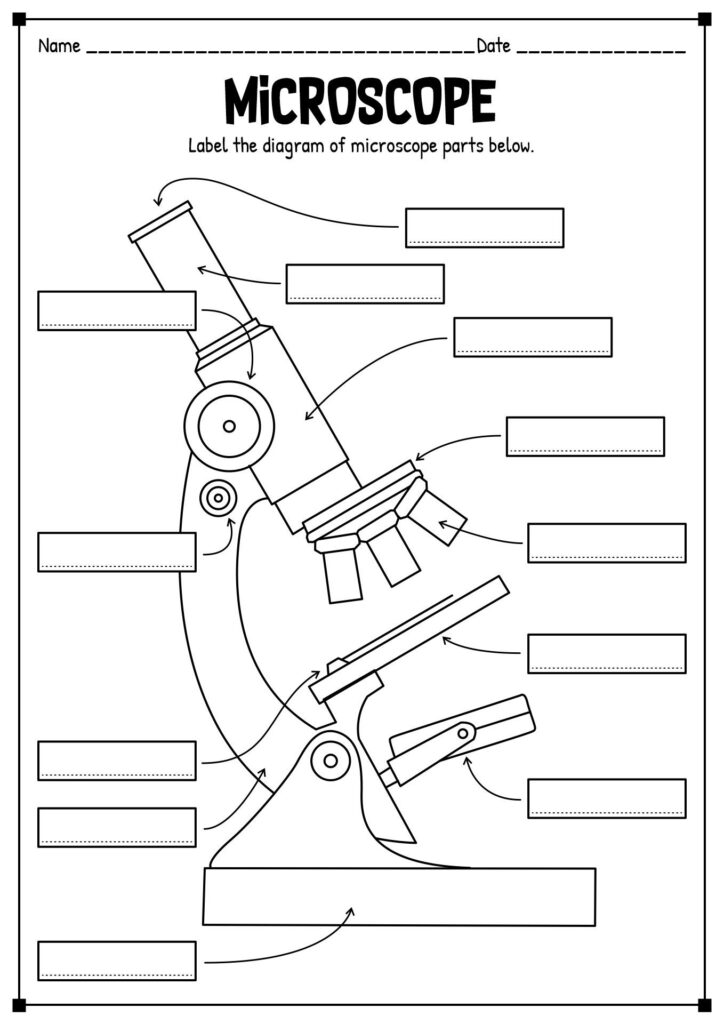 15 Printable Microscope Worksheet
