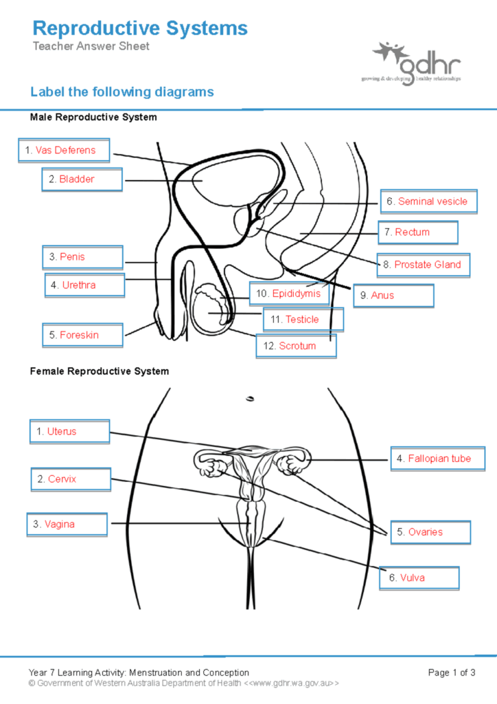 2 1 1 Year 7 Reproductive Systems Teacher Answer Sheet Studocu