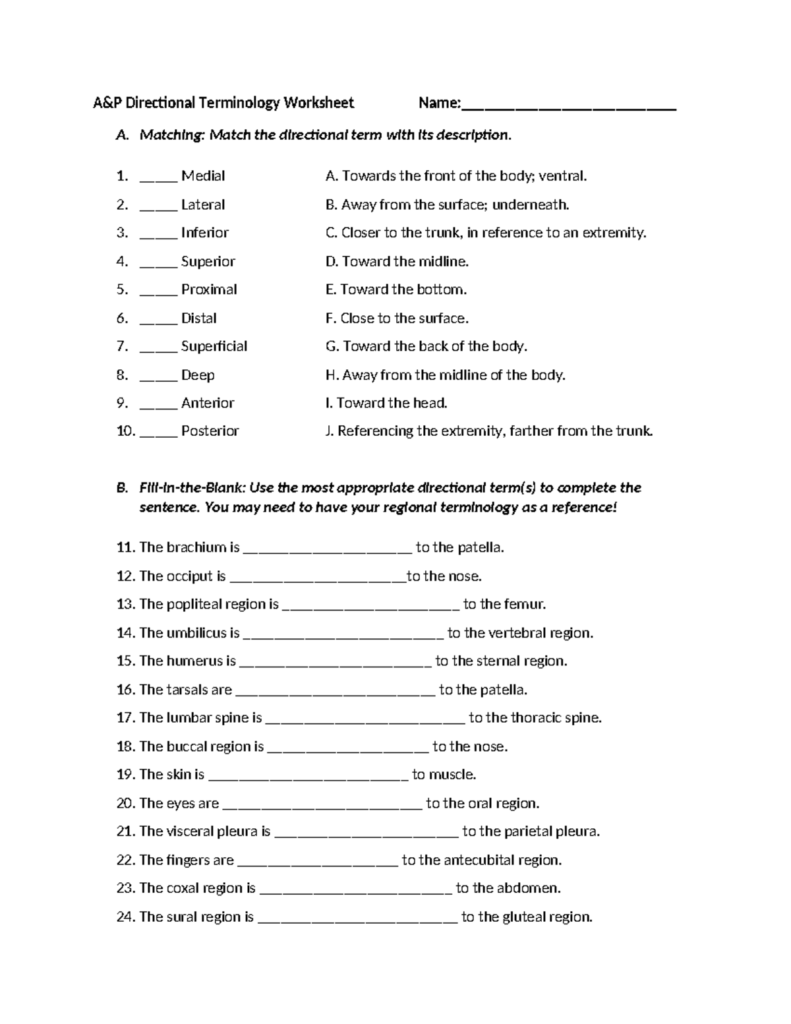 A P Directional Terminology Worksheet Wound Localization Anatomy Studocu