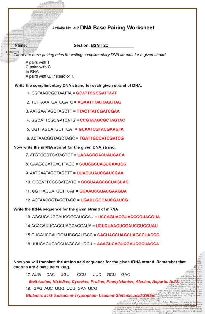 Activity No 4 2 DNA Base Pairing Activity No 4 DNA Base Worksheets Library
