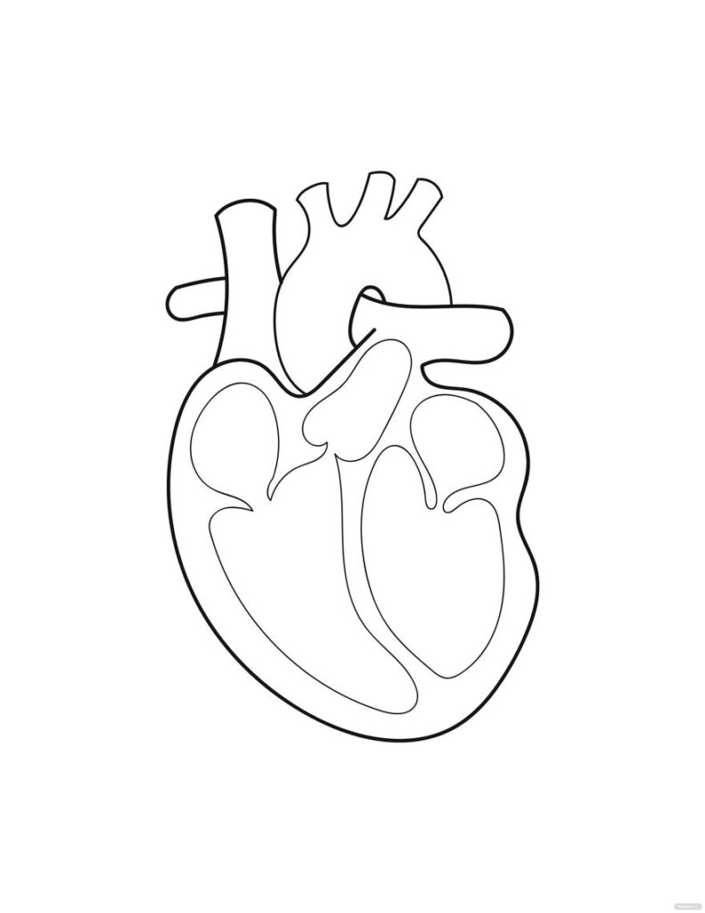 Anatomical Heart Coloring Page In Illustrator PDF SVG JPG EPS PNG Download Template Anatomical Heart Coloring Page In Illustrator PDF SVG JPG EPS PNG Download Template