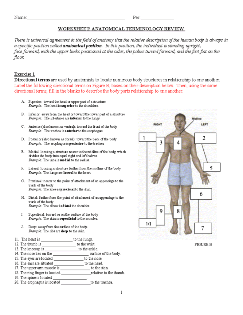 Anatomical Terminology Review Worksheet For Anatomy Course Studocu Anatomical Terminology Review Worksheet For Anatomy Course Studocu