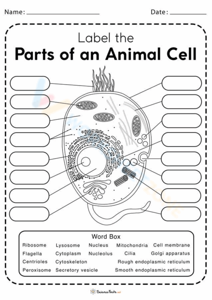 Animal Cell Worksheets Printable Animal Cell Worksheets Printable