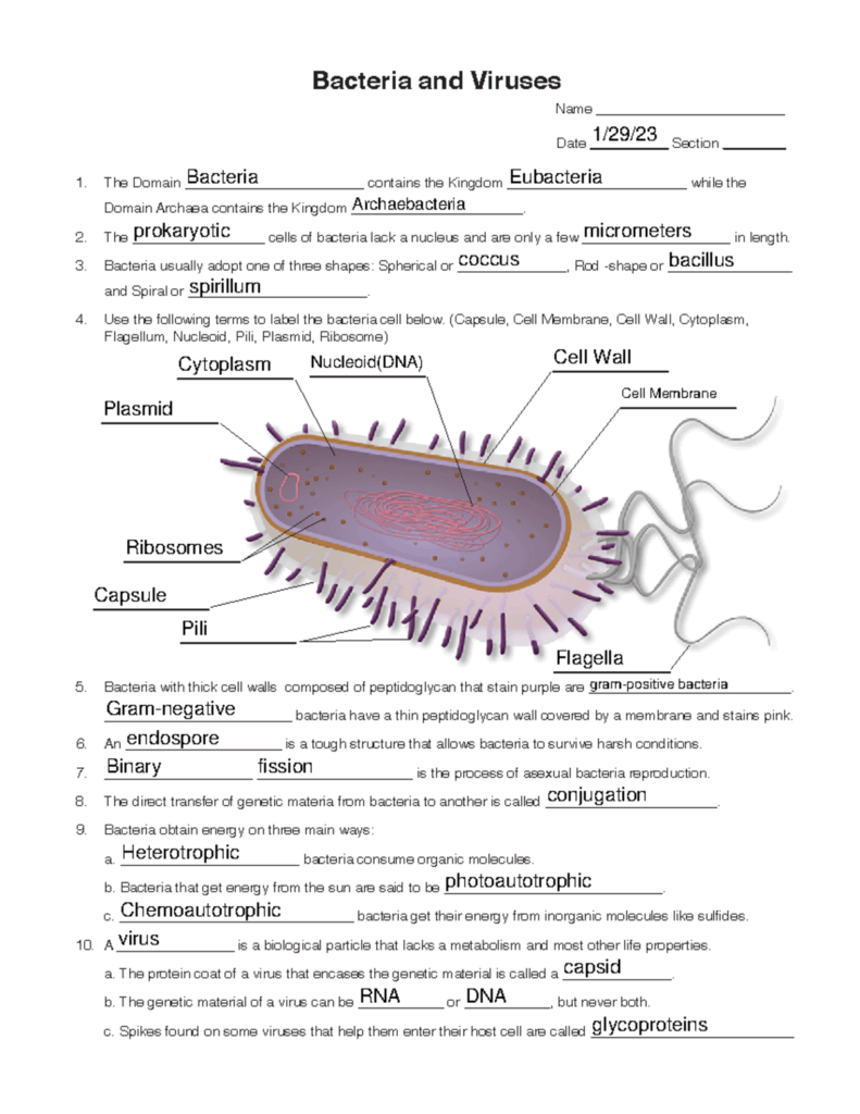 Bacteria And Viruses Worksheet Biology 101 Studocu