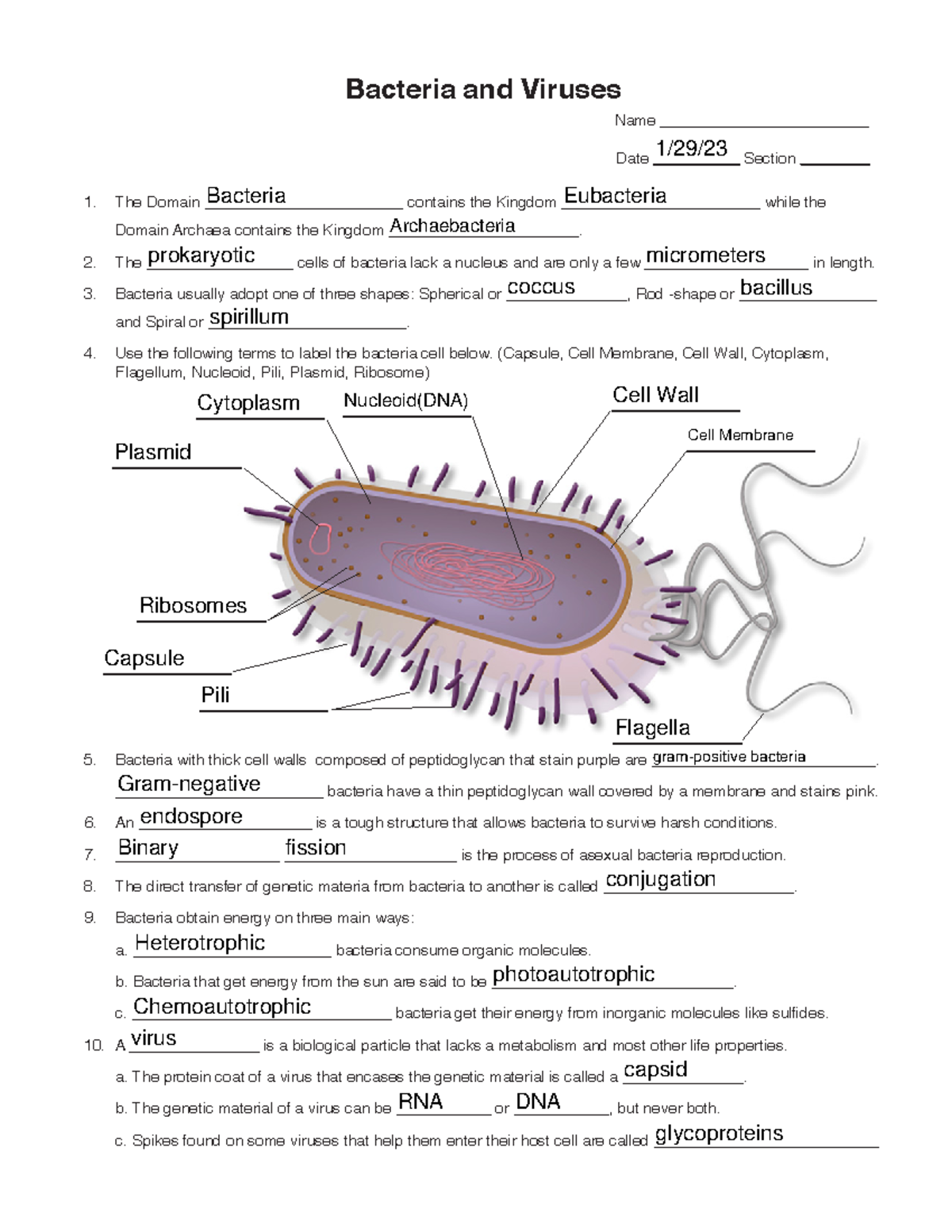 Bacteria And Viruses Worksheet Biology 101 Studocu