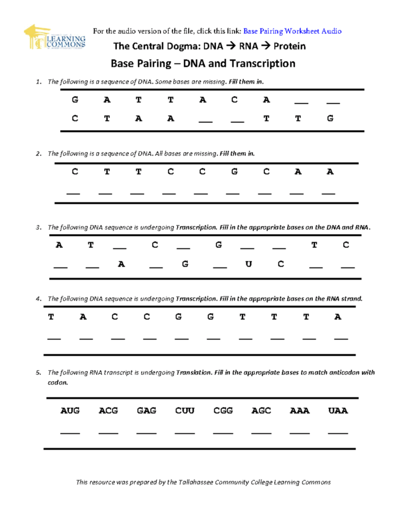 Base Pairing Worksheet For DNA Transcription Practice Studocu