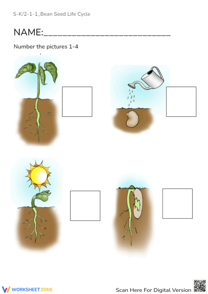 Bean Plant Life Cycle Worksheets