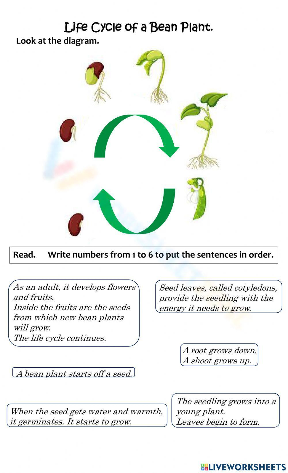 Bean Plant Life Cycle Worksheets