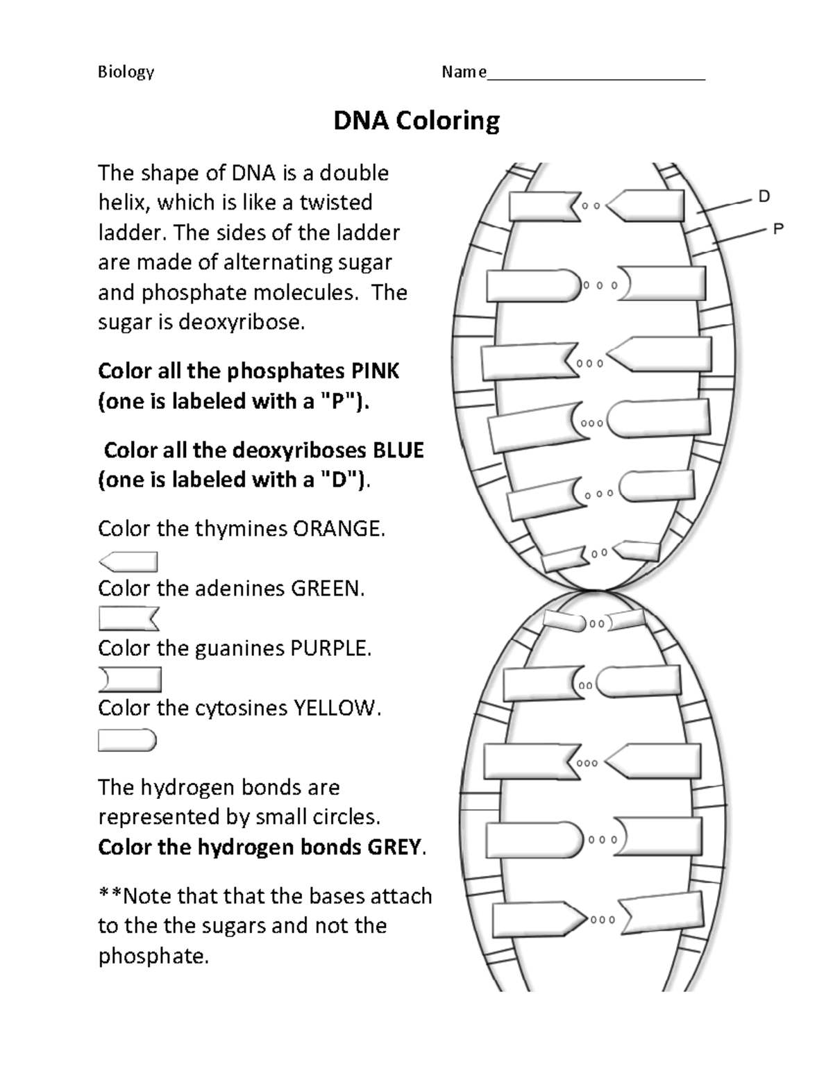 Biology 101 DNA Double Helix Coloring And Structure Guide Studocu