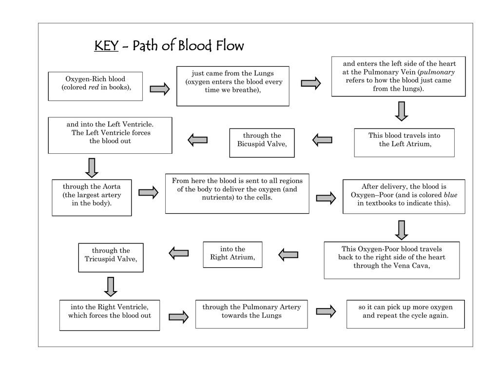 Blood Flow Diagram Human Heart Circulation