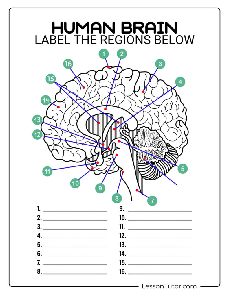 Brain Labeling Worksheets Lesson Tutor