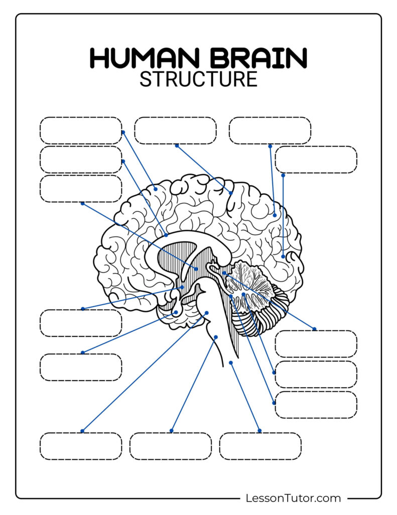 Brain Labeling Worksheets Lesson Tutor