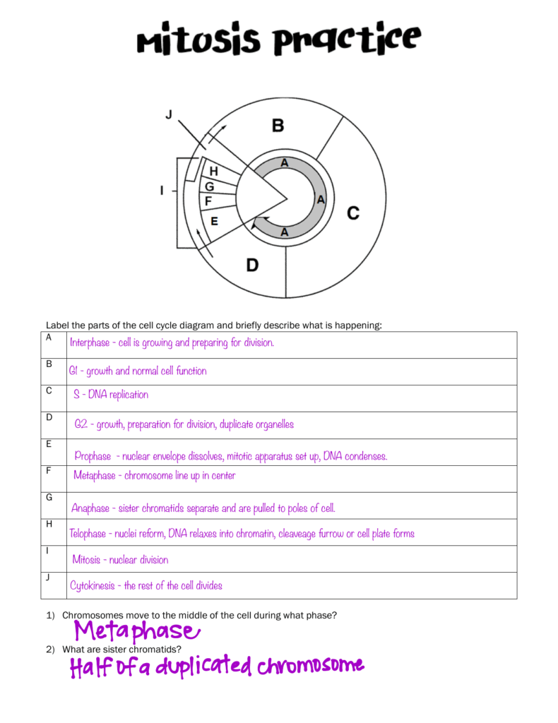 Cell Cycle Mitosis Worksheet Labeling Sequencing