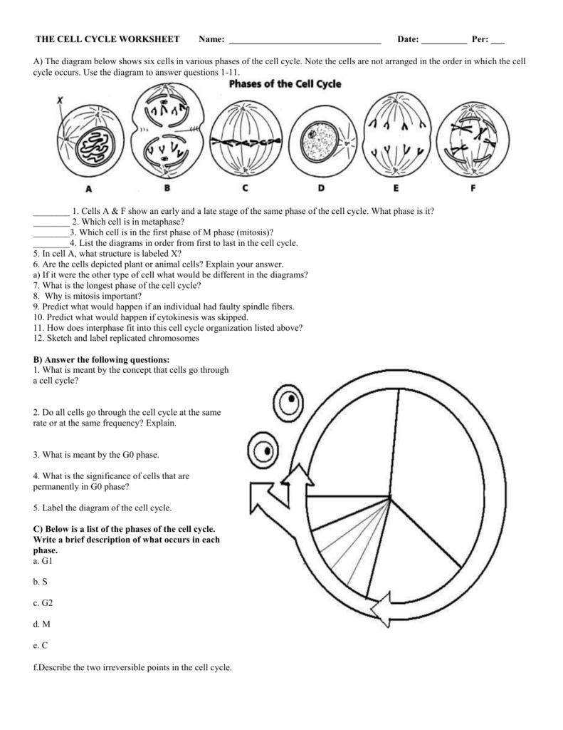 Cell Cycle Worksheet Mitosis Checkpoints Regulation