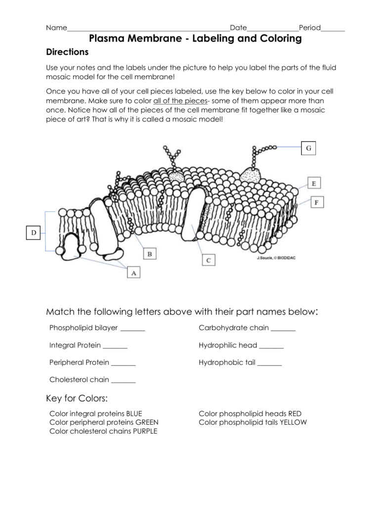 Cell Membrane Labeling Worksheet Cell Membrane Labeling Worksheet