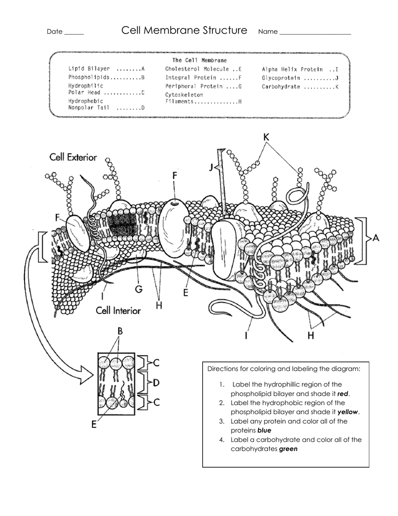 Cell Membrane Structure Worksheet Cell Membrane Structure Worksheet