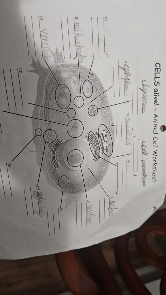 CELLS Alive Animal Cell Worksheet