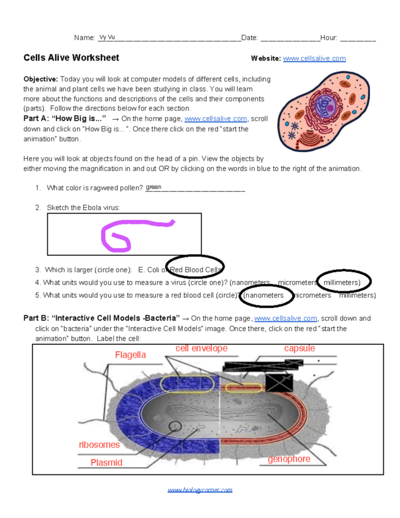 Cells Alive Worksheet Exploring Animal And Plant Cells Studocu