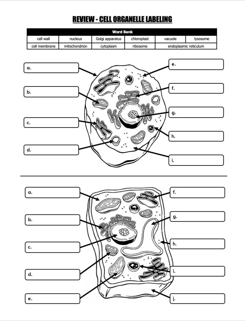 Cells And Cell Organelles Quiz Set With 2 Quizzes FREE Classful Cells And Cell Organelles Quiz Set With 2 Quizzes FREE Classful