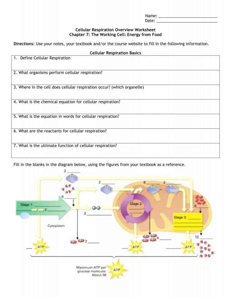 Cellular Respiration Overview Worksheet Chapter 7