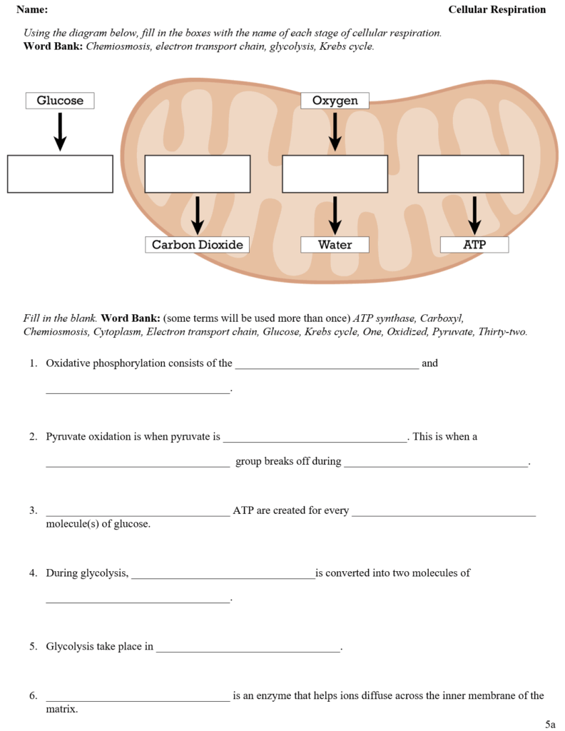 Cellular Respiration Worksheets Teaching Resources