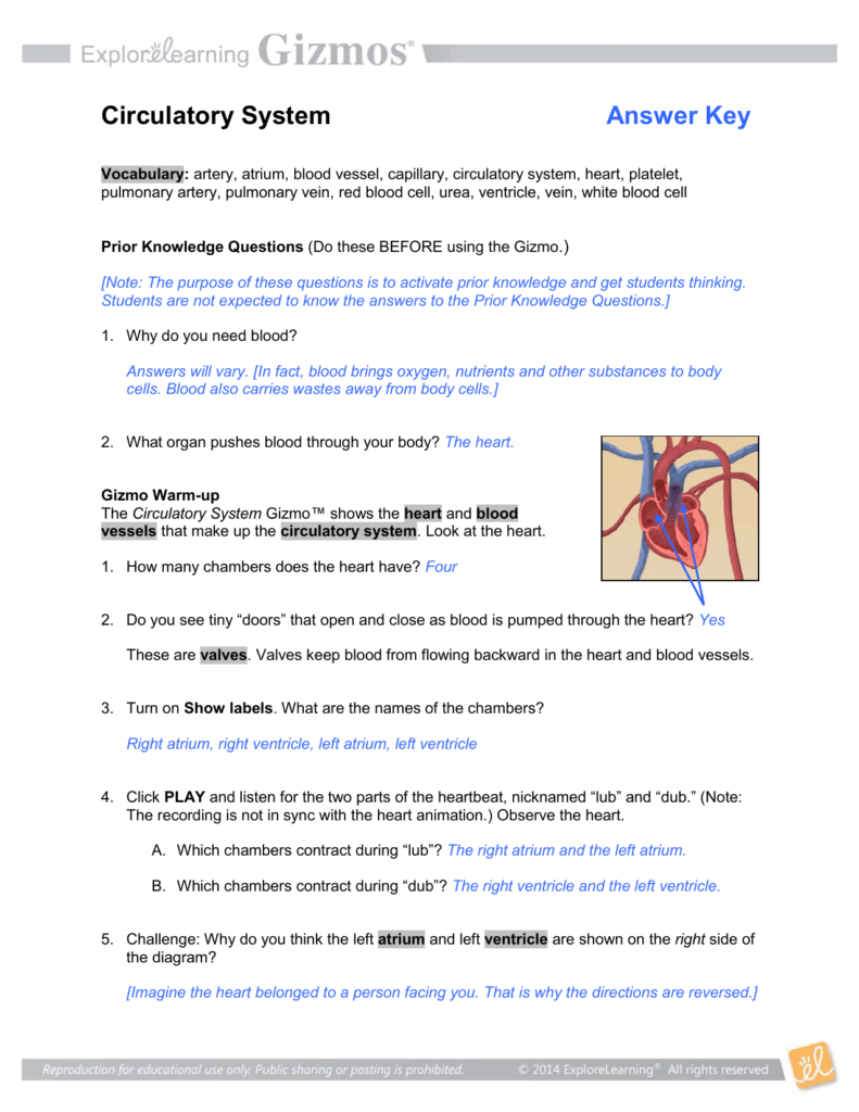 Circulatory System Answer Key