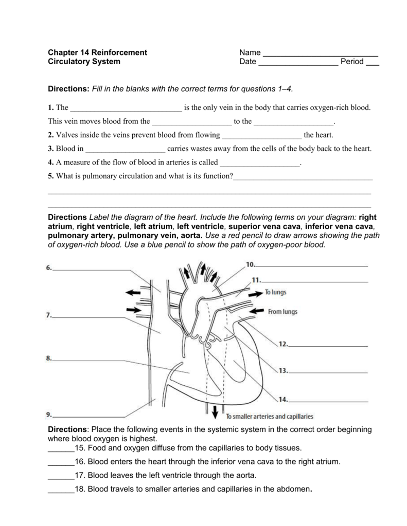 Circulatory System Worksheet Anatomy Blood Flow