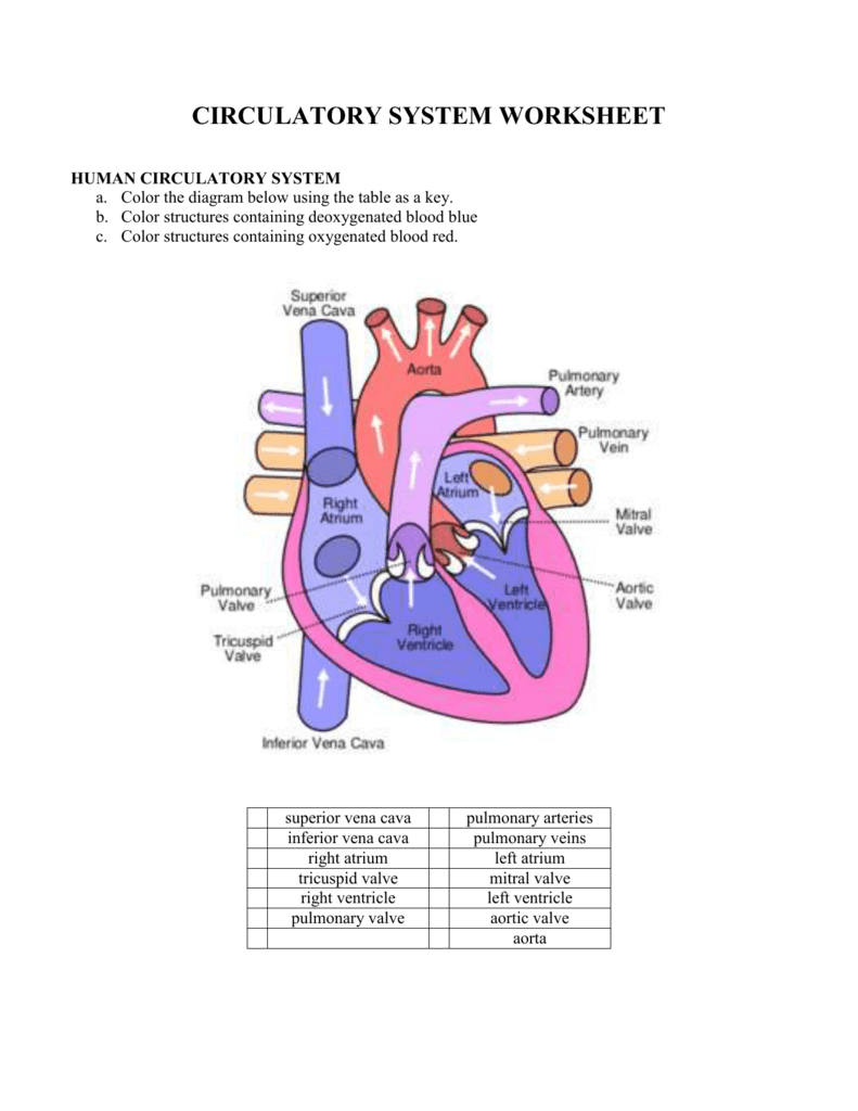 Circulatory System Worksheet Human Rat Anatomy