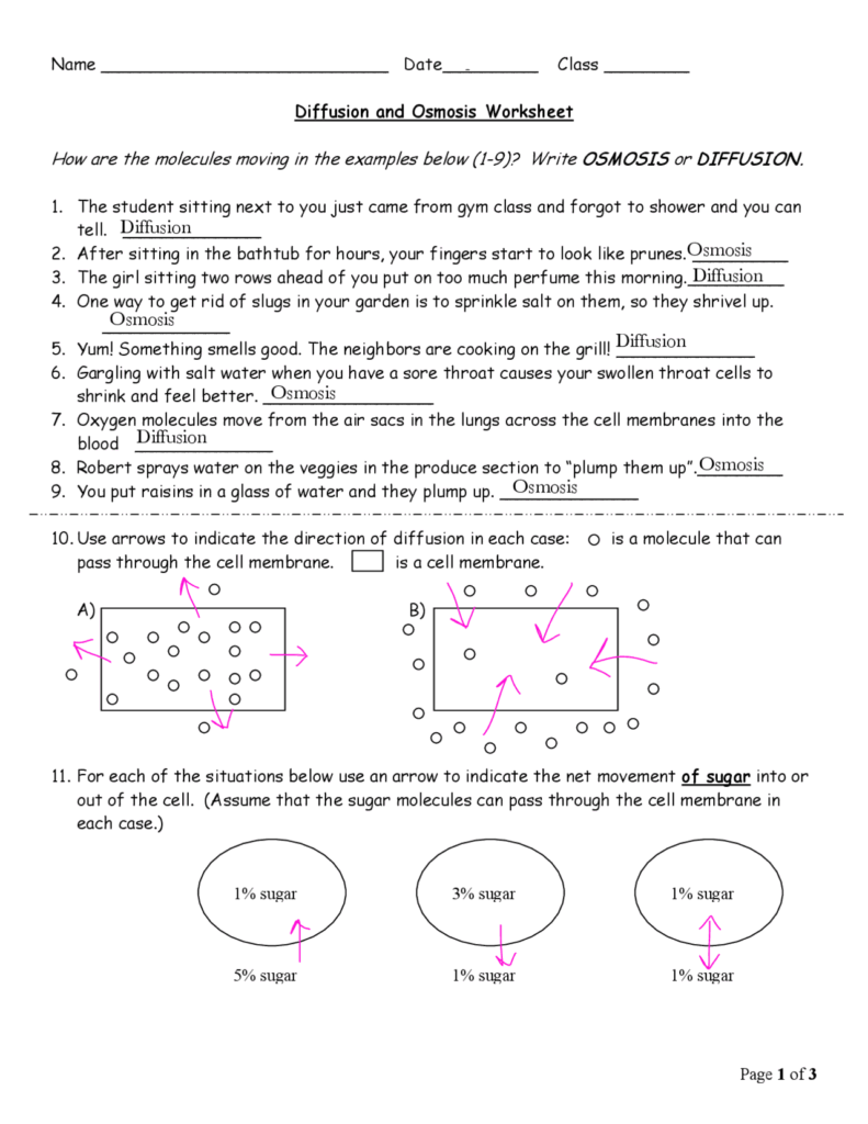 Diffusion And Osmosis Worksheet With Answers Exercises Biology Docsity