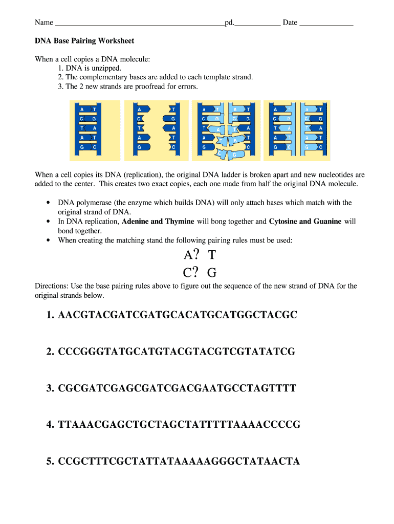 Dna Base Pairing Worksheet Fill Online Printable Fillable Blank PdfFiller